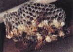 巣の形状セグロアシナガバチ